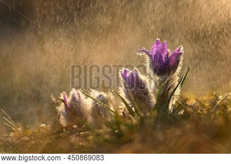 Nice Little Purple Flower In The Spring Rain. Beautiful Nature Background For Spring Time On The Mea