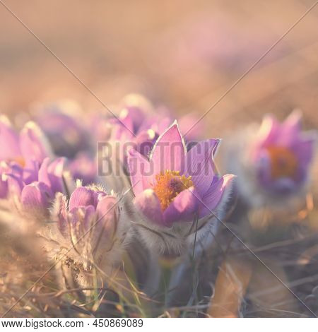 Springtime And Spring Flower. Beautiful Purple Little Furry Pasque-flower. (pulsatilla Grandis) Bloo