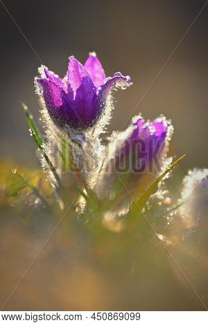 Springtime And Spring Flower. Beautiful Purple Little Furry Pasque-flower. (pulsatilla Grandis) Bloo
