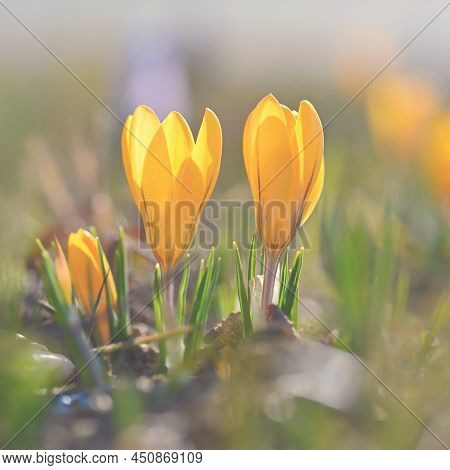 Spring Background With Flowers. Beautifully Colored Flowering Crocus - Saffron On A Sunny Day. Natur