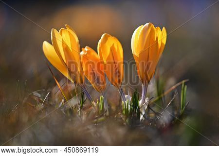Spring Background With Flowers. Beautifully Colored Flowering Crocus - Saffron On A Sunny Day. Natur