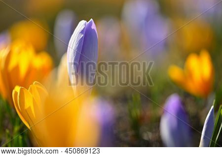 Spring Background With Flowers. Beautifully Colored Flowering Crocus - Saffron On A Sunny Day. Natur