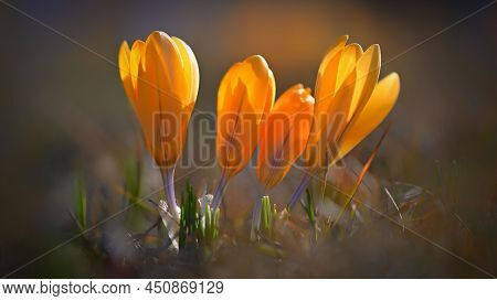 Spring Background With Flowers. Beautifully Colored Flowering Crocus - Saffron On A Sunny Day. Natur