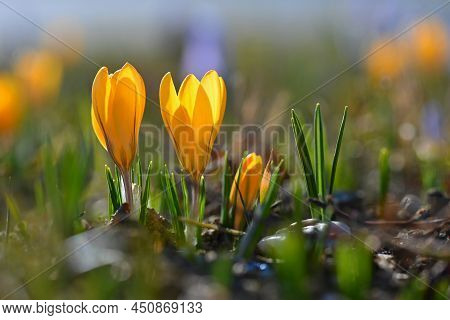 Spring Background With Flowers. Beautifully Colored Flowering Crocus - Saffron On A Sunny Day. Natur