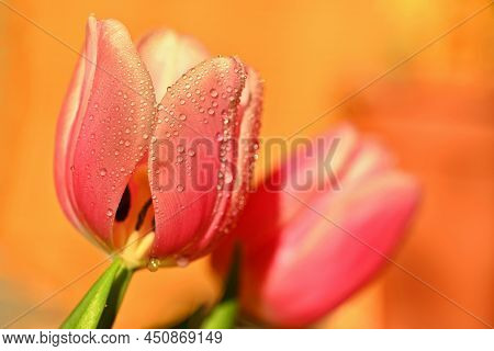 Spring Background With Flowers. Beautiful Colorful Tulip On A Sunny Day. Nature Photography In Sprin