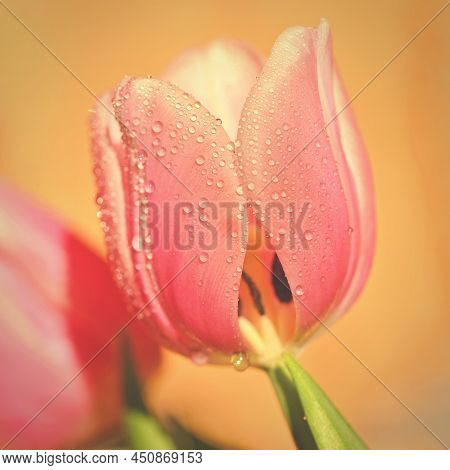 Spring Background With Flowers. Beautiful Colorful Tulip On A Sunny Day. Nature Photography In Sprin