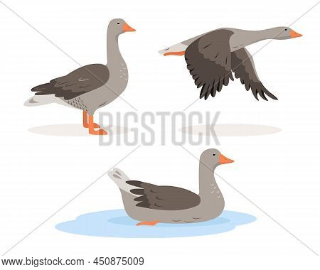 Set Of Grey Goose Birds In Different Poses And Colors Isolated On White Background. Greylag Gooses P
