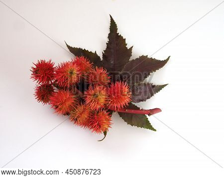 Green Leaves And Red Fluffy Fruits Of Castor Bean Plant Isolated On White Background
