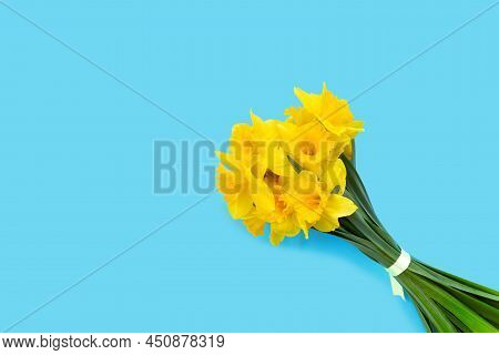 Set Of Beautiful Yellow Daffodils Lie On Blue Background. Flat Lay Top View With Copy Space For  You