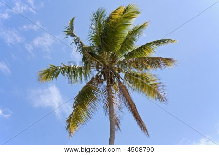 Palm