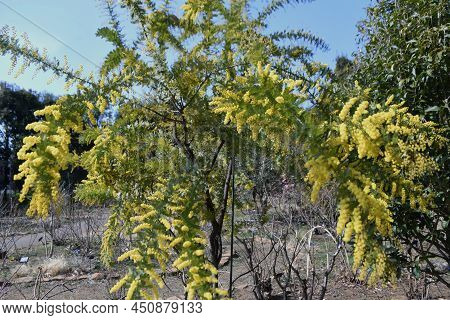 Cootamundra Wattle (acacia Baileyana) Blossoms. Fabaceae Evergreen Tree. The National Flower Of Aust
