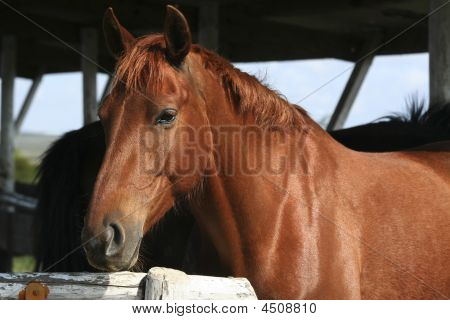 Brun hest portræt