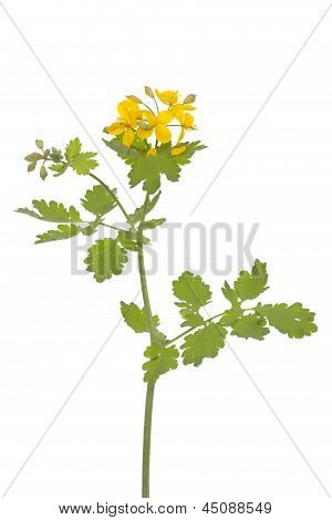 Chelidonium