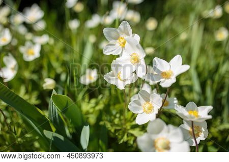 Beautiful Field Anemone Wildflowers In Sunlight. Spring Forest Landscape With Fresh Wind Ceiling Out