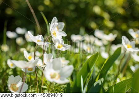 Beautiful Field Anemone Wildflowers In Sunlight. Spring Forest Landscape With Fresh Wind Ceiling Out