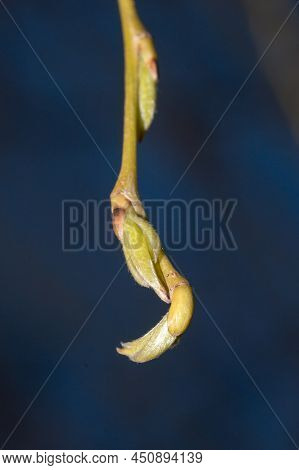 Closeup On End Of Weeping Golden Willow Branch With Buds.