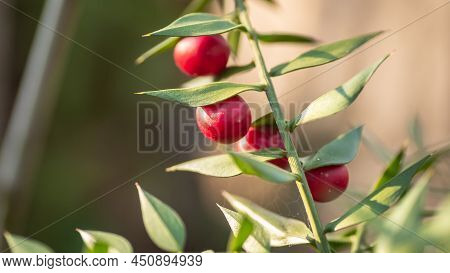 Twigs With Red Berries Of The Evergreen Bushy Plant Ruscus Aculeatus.