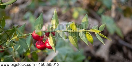 Twigs With Red Berries Of The Evergreen Bushy Plant Ruscus Aculeatus.