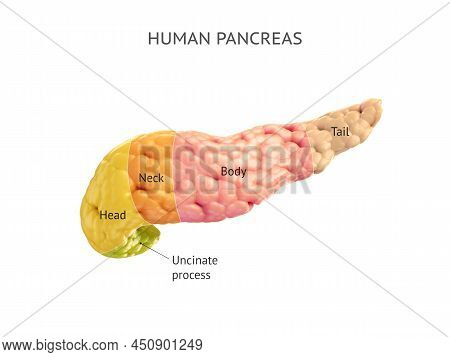 Anatomically Accurate Illustration Of Human Pancreas Isolated On White With Properly Text Captions. 