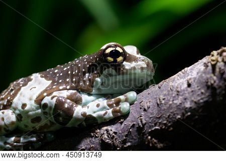 Amazon Milk Frog - Trachycephalus Resinifictrix On Branch