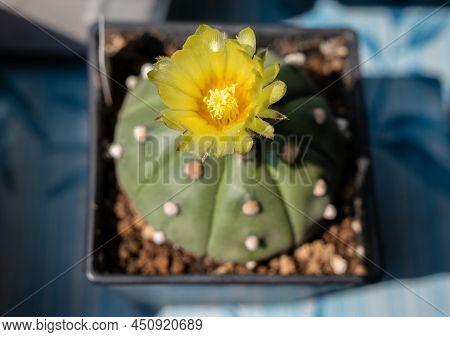 Top View Of Large Funnel-shaped Yellow Flower Of Astrophytum Asterias Cactus Blooming. Astrophytum O