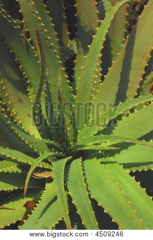 Aloe Vera