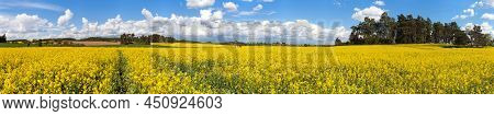 Rapeseed, Canola Or Colza Yellow Field In Latin Brassica Napus With Beautiful Clouds On Sky, Rape Se