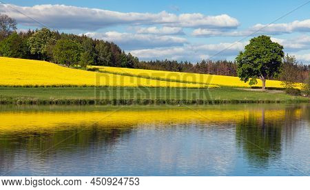 Field Of Rapeseed, Canola Or Colza In Latin Brassica Napus, Rape Seed Is Plant For Green Energy And 
