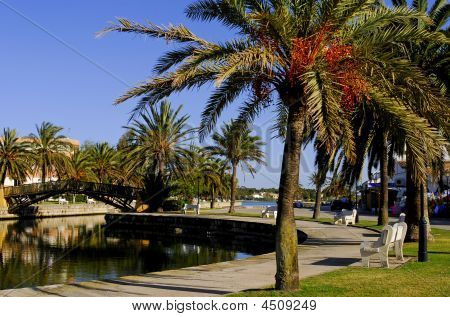 Palm