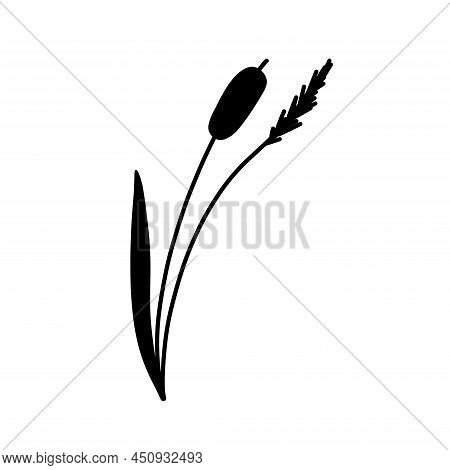 Reed Grass Silhouette Vector & Photo (Free Trial) | Bigstock