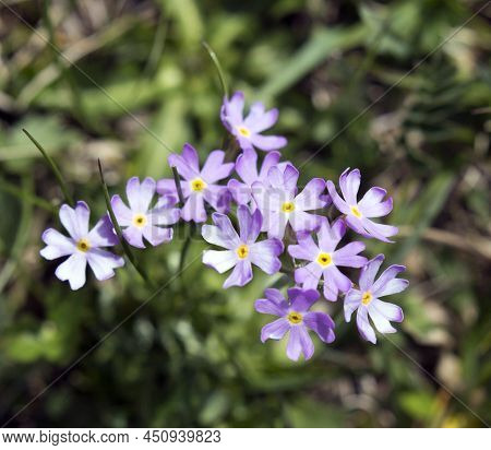 View Of Arctic Alpine Primrose