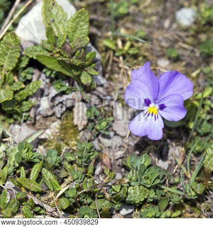 Close Photo Of Viola Calcarata Flower