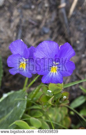 View Of Viola Calcarata Flower In Mountain