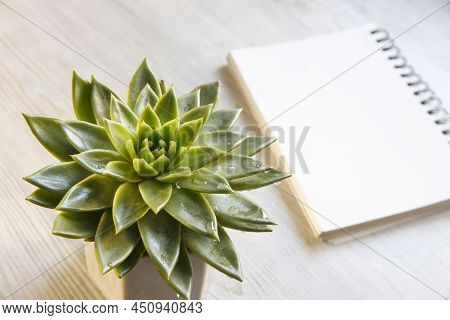 Echeveria In A Beautiful Ceramic Pot On A Beige Table Next To A White Spring Notepad In The Kitchen 