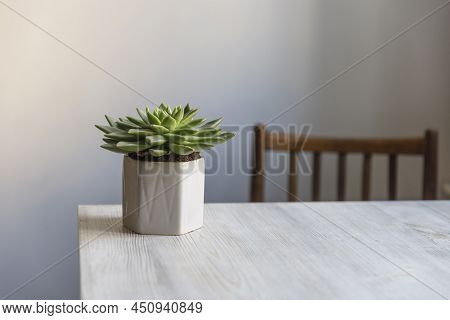 Echeveria In A Beautiful Ceramic Pot On A Beige Table In The Kitchen As An Interior Decoration .plac