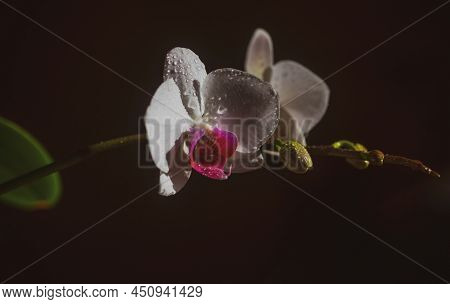 Orchid Flower. Spring Garden. Phalaenopsis Growing. Floral Concept. Orchidea Decorative Flowers.