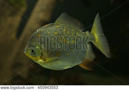 Redhook Myleus, Redhook Silver Dollar (myloplus Rubripinnis).