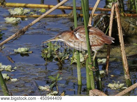 A Least Bittern (ixobrychus Exilis) Stands Motionless In A Florida Wetland