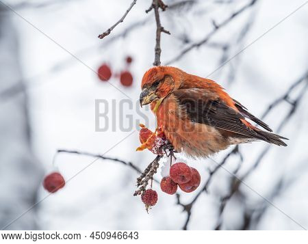 Red Crossbill Male Sitting On The Tree Branch And Eats Wild Apple Berries. Crossbill Bird Eats Berri