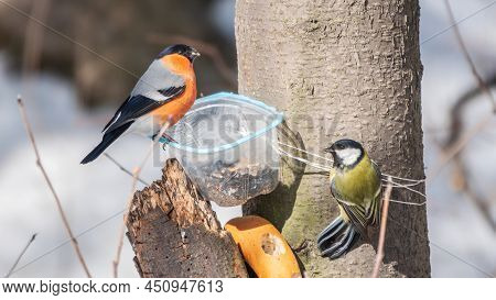 The Bullfinch, Common Bullfinch Or Eurasian Bullfinch, Lat. Pyrrhula Pyrrhula, Sitting On The Bird F