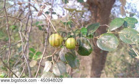 Indian Jujube Fruit, Ziziphus Mauritiana. Indian Jujube Tree.