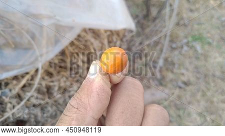 Indian Jujube In Hand. Indian Jujube Close Up.