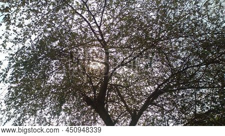 The Sun Behind The Jujube Tree. Jujube Tree.