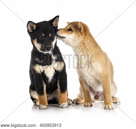 Shiba Inus In Front Of White Background