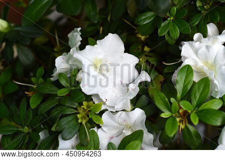 White Azalea Flowers Growing On A Shrub
