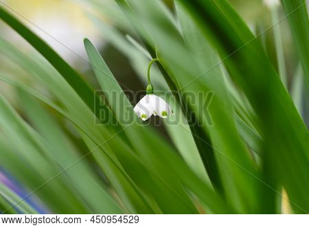 Flower Of Leucojum Aestivum Gravetye Giant Or Summer Snowflake