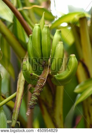 Bananas Musa Mannii H. Wendl. Ex Baker