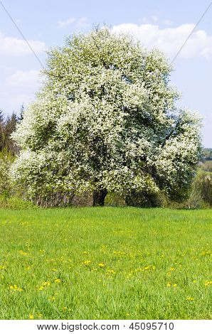 Blühende Wildcherry-Baum.