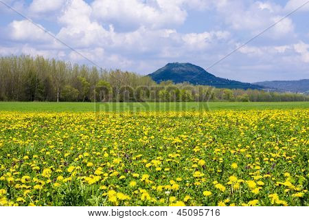Frühling-Feld mit Löwenzahn.