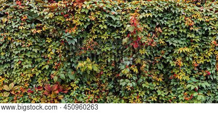 Decorative Background Of Wild Colorful Grape Leaves. Nature Texture. Banner. Five-leaved Ivy Natural